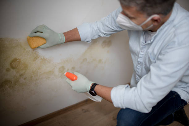 Best Fast Mold Removal  in Griffin, GA