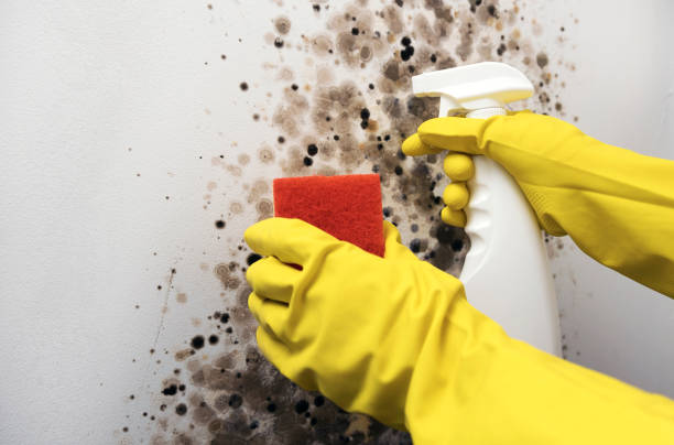 Best Mold Damage Repair  in Griffin, GA