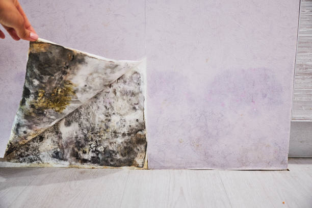Reliable Griffin, GA Mold Removal Solutions